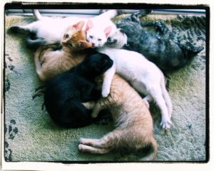 Tikka's litter born at our house a few years back. Masala, Attaluna, Twinkle, Orangey, Lilybird and Sunset. c Elissa Field